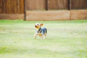 dogrun-slide-image