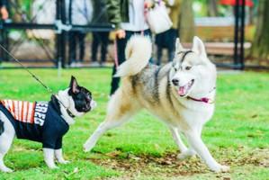 dogrun-slide-image