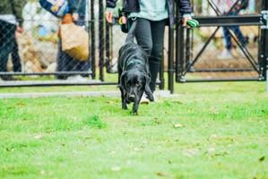 dogrun-slide-image