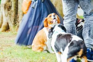 dogrun-slide-image