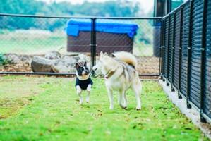 dogrun-slide-image