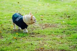 dogrun-slide-image