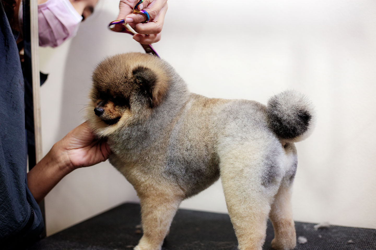 dog salon