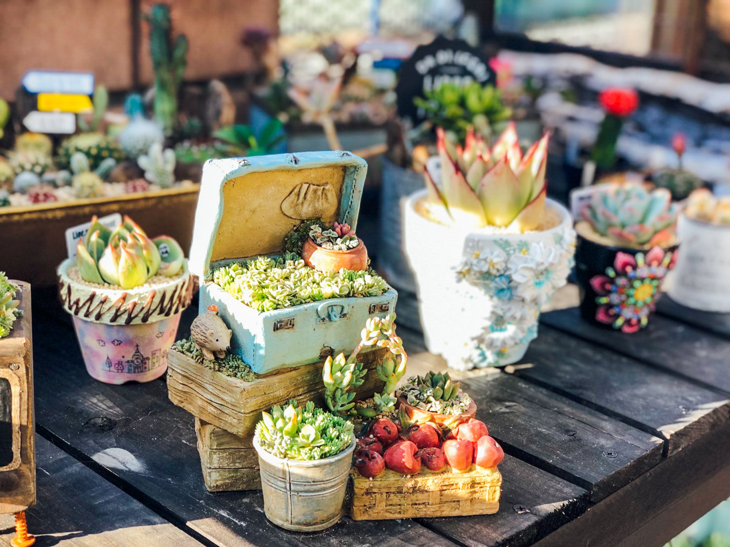 succulent
