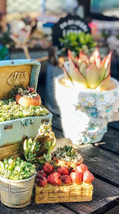 Succulents
