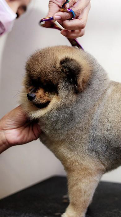Dog Salon